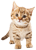 foto_cat-farver.png