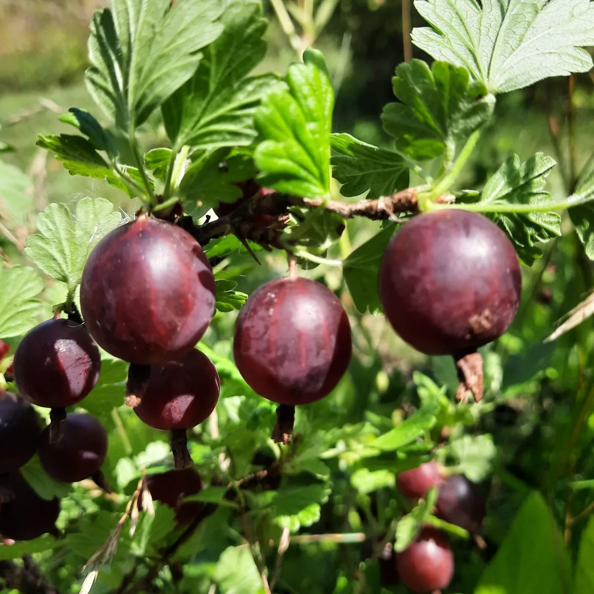 Mogna krusbär till saft